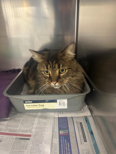 Domestic Medium Hair (Ref 47)