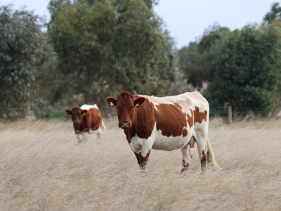 Cow