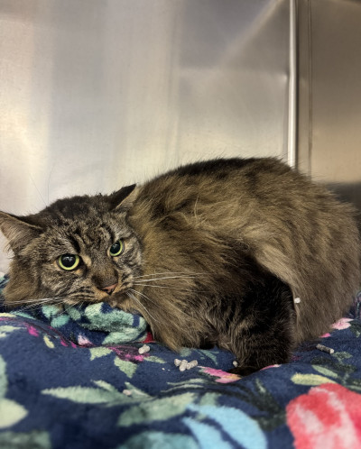 Domestic Medium Hair (Ref 19)