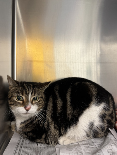 Domestic Short Hair (Ref 35)