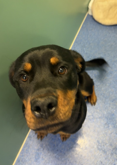 Rottweiler (Ref 8)