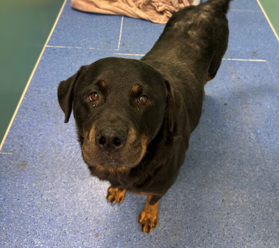 Rottweiler (Ref 4)
