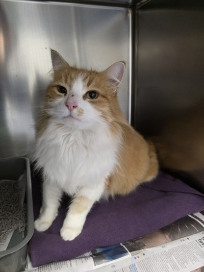 Domestic Medium Hair (Ref 45)