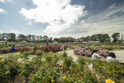 State Rose & Garden Show