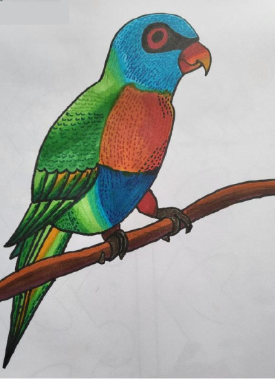 Lorikeet