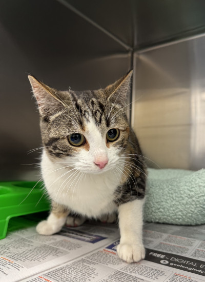 Domestic Short Hair (Ref 15)