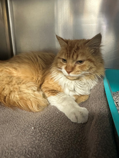 Domestic Medium Hair (Ref 48)