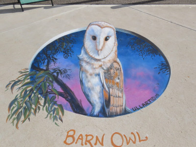 Barn owl