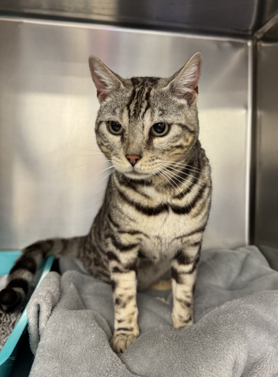 Bengal (Ref 20)
