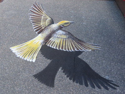 honeyeater