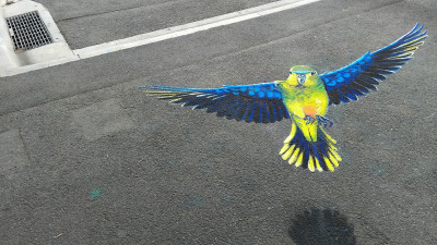 parrot