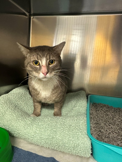 Domestic Short Hair (Ref 9)