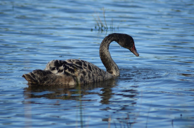 Swans on the Move - Drive with Care
