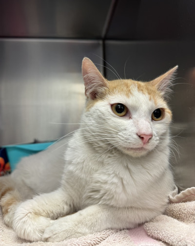 Domestic Short Hair (Ref 14)