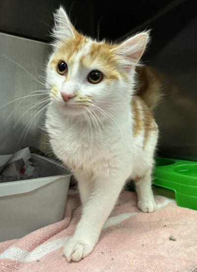 Domestic Medium Hair (Ref 34)