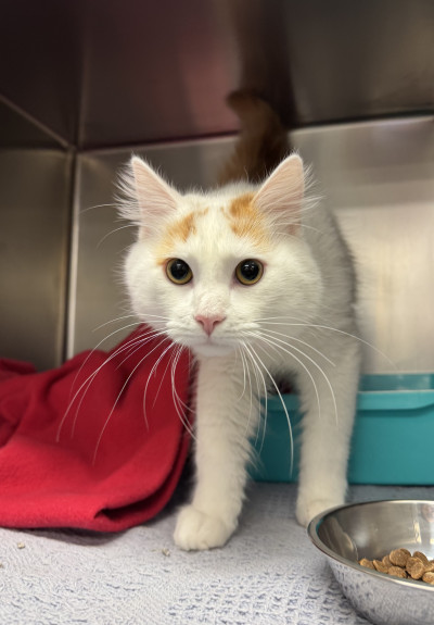 Domestic Medium Haor (Ref 4)