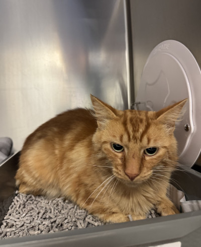 Domestic Medium Hair (Ref 14)