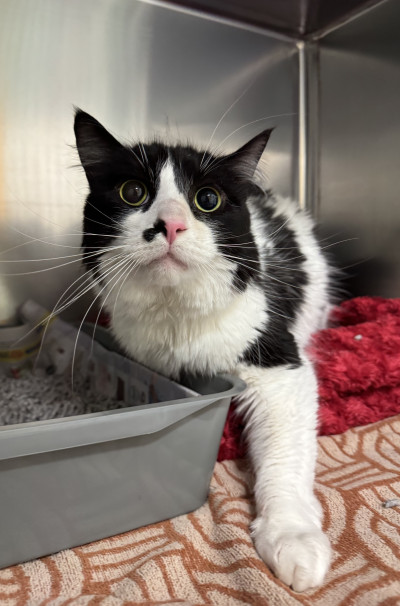 Domestic Medium Hair (Ref 48)