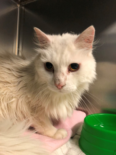 Domestic Medium Hair (Ref 43)