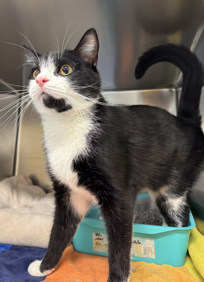 Domestic Short Hair (Ref 30)