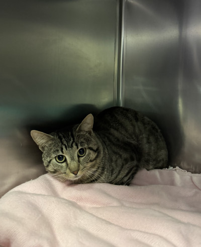 Domestic Short Hair  (Ref 5)