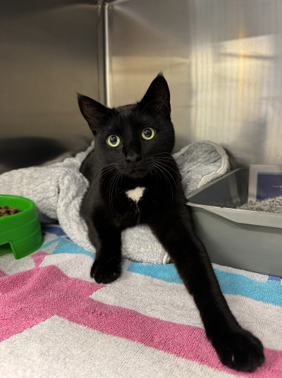 Domestic Short Hair (Ref 8)