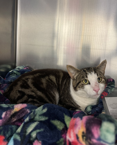 Domestic Short Hair (Ref 81)