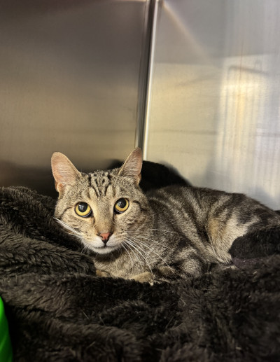 Domestic Short Hair (Ref 88)