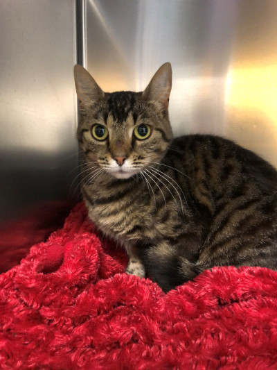 Domestic Short Hair (Ref 25)