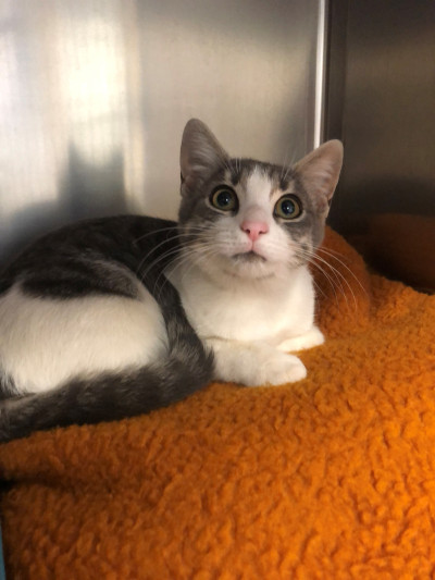 Domestic Short Hair Ref 5