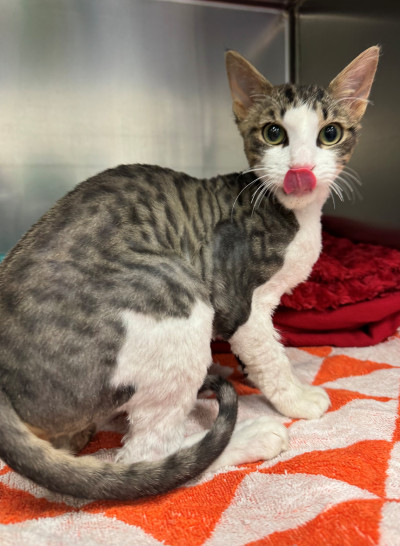 Domestic Short Hair Ref 31