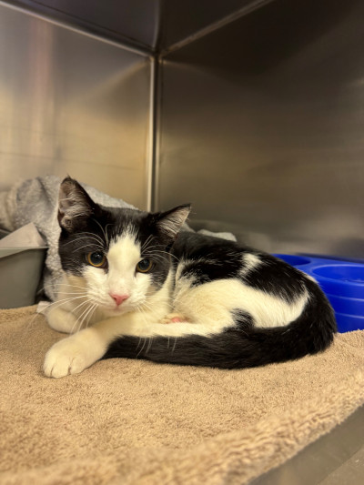 Domestic Short Hair (Ref 27)