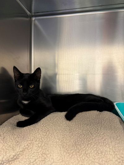 Domestic Short Hair (Ref 28)