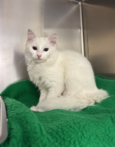 Domestic Medium Hair (Ref 10)