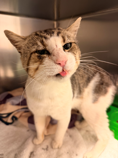 Domestic Short Hair Ref 26