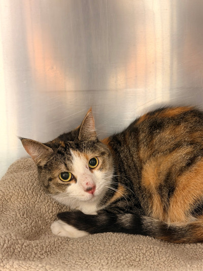 Domestic Short Hair Ref 47