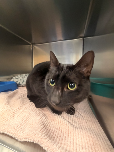 Domestic Short Hair (Ref 85)