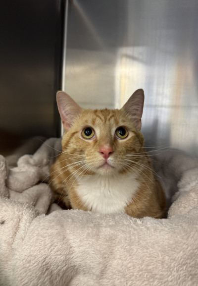 Domestic Short Hair (Ref 50)