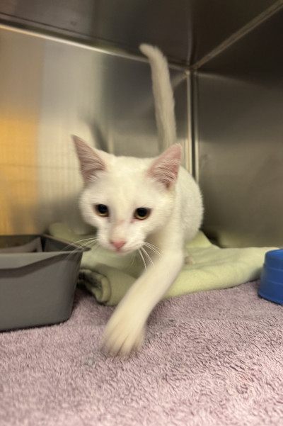 Domestic Short Hair (Ref 1)