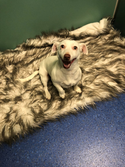 Jack Russell Terrier (Ref S1)