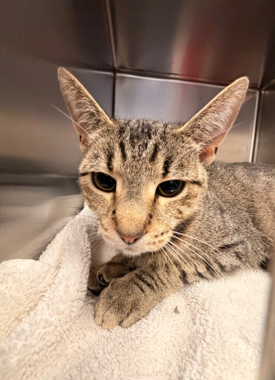 Domestic Short Hair Ref 59