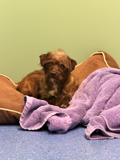 Terrier Cross Ref S1