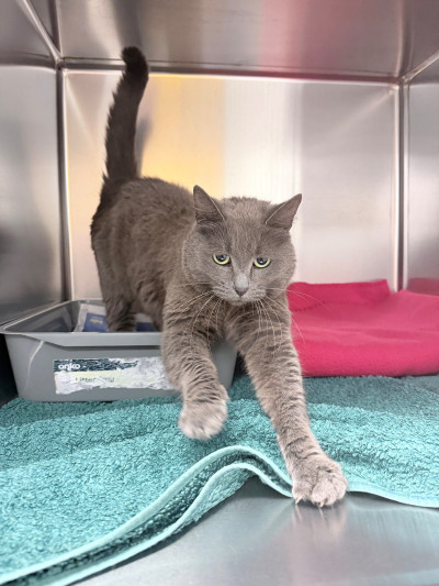 Domestic Short Hair (Ref 3)