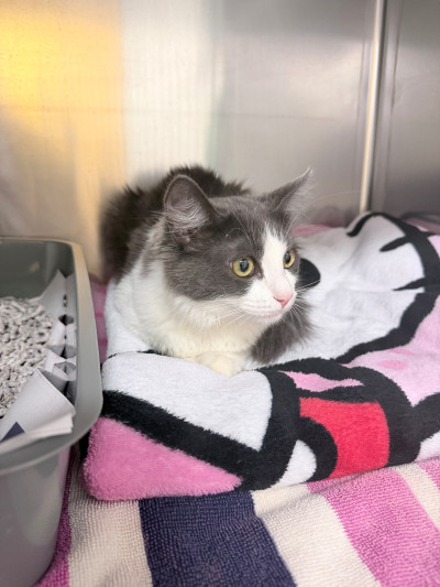 Domestic Short Hair (Ref 41)