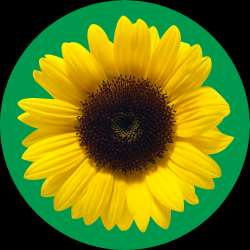 Marketing - Social Story - Sunflower Logo - LIT - 2026 V2.png