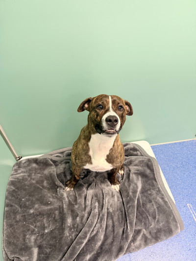 Staffy Cross (Ref 3)