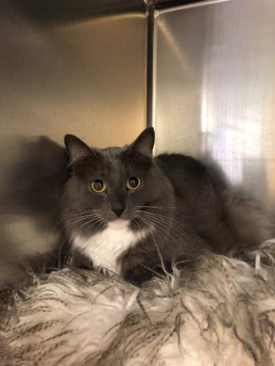 Domestic Medium Hair x (ref 65)