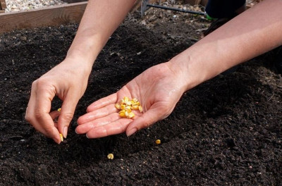 Seed Saving Workshop