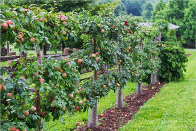 Growing Fruit Trees