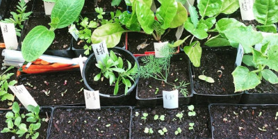 My Smart Garden - Growing vegies from seed